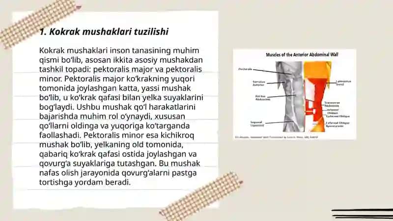 Kokrak mushaklari, qorin mushaklari va diafragma 3