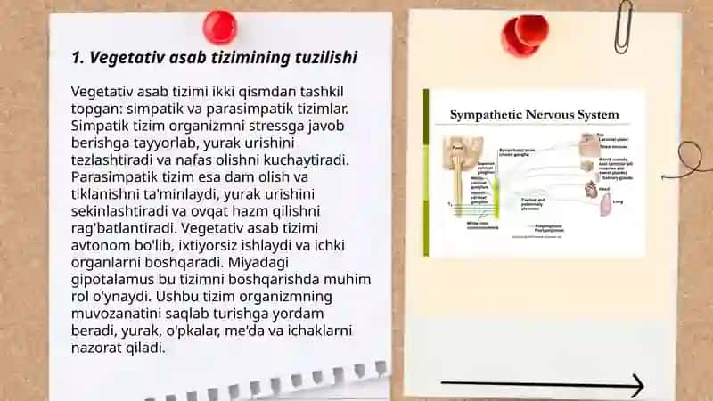 Vegetativ asab tizimining o'rganish 3