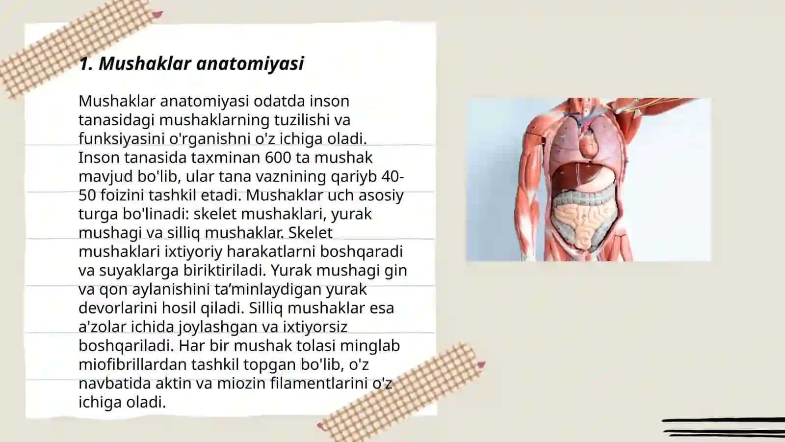 Mushaklar anatomiyasi 3