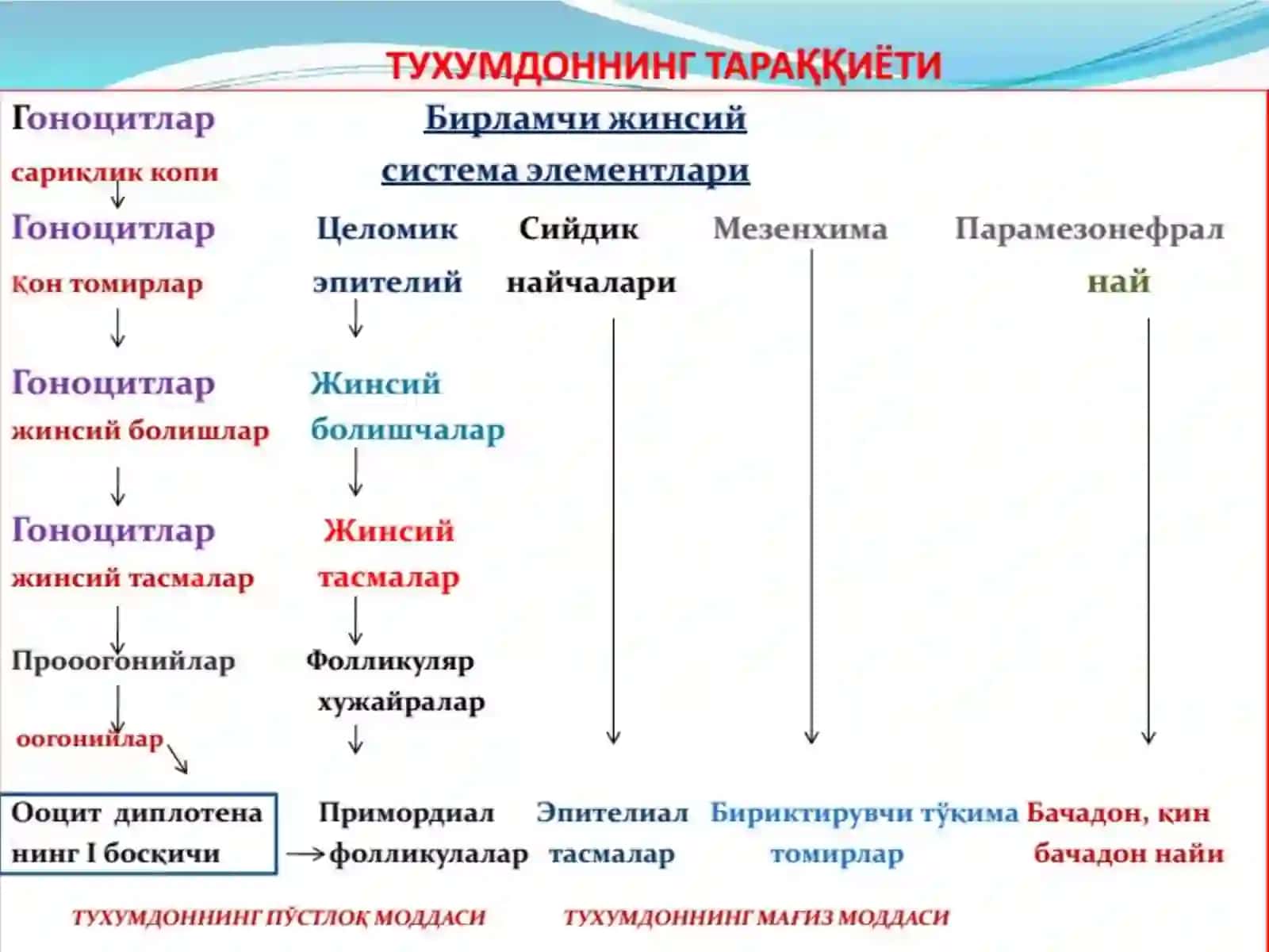 АЁЛЛАР ЖИНСИЙСИСТЕМАСИ 3