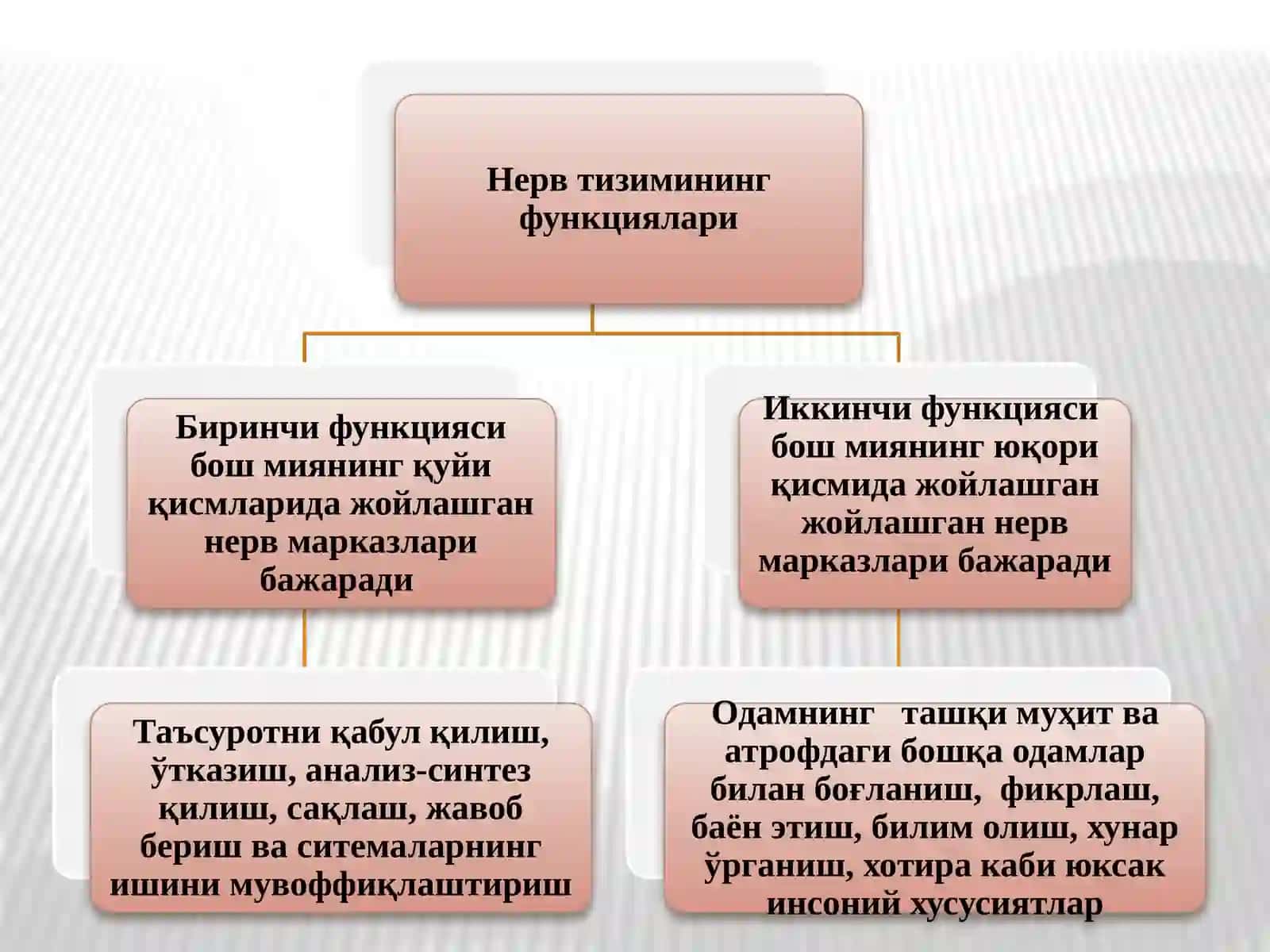 НЕРВ СИСТЕМАСИНИНГ ФИЗИОЛОГИЯСИ ВА ОЛИЙ НЕРВ ФАОЛИЯТИНИНЁШ ХУСУСИЯТЛАРИ 3