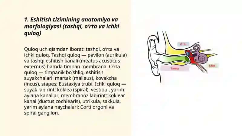 Eshituv va vestibulyar analizator fiziologiyasi 3