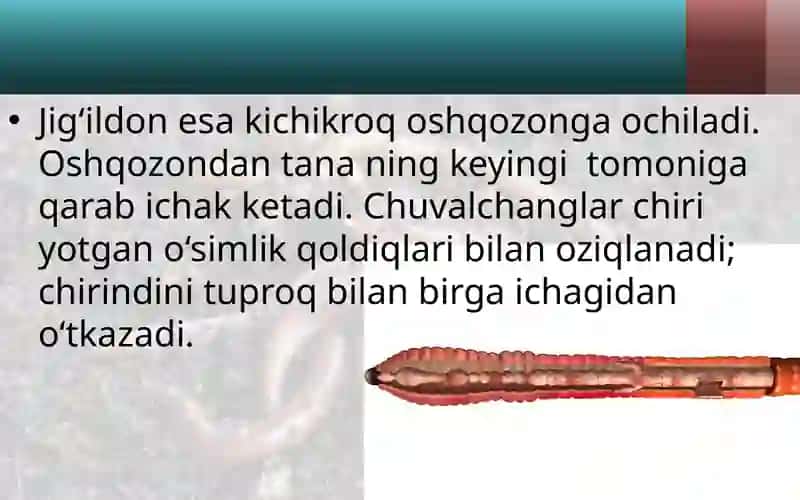 Yomg‘ir chuvalchangining ichki tuzilishi 3