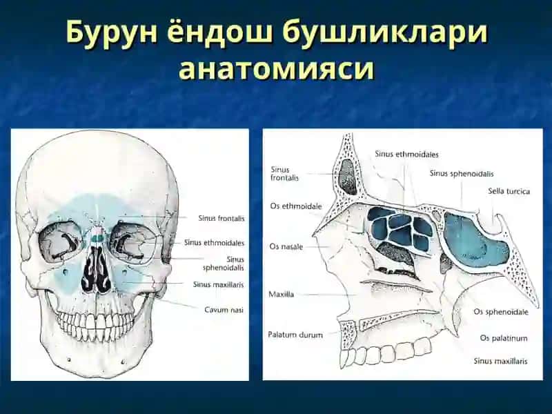 Бурун ва бурун ёндош бушликларининг уткир ва сурункали касалликлари 3