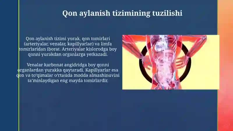 Qon aylanish tizimining tuzilishi va yoshga xos xususuiyati 3