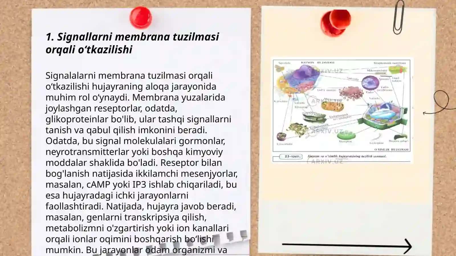 Signallarni membranalar orqali oʻtkazilishi 3