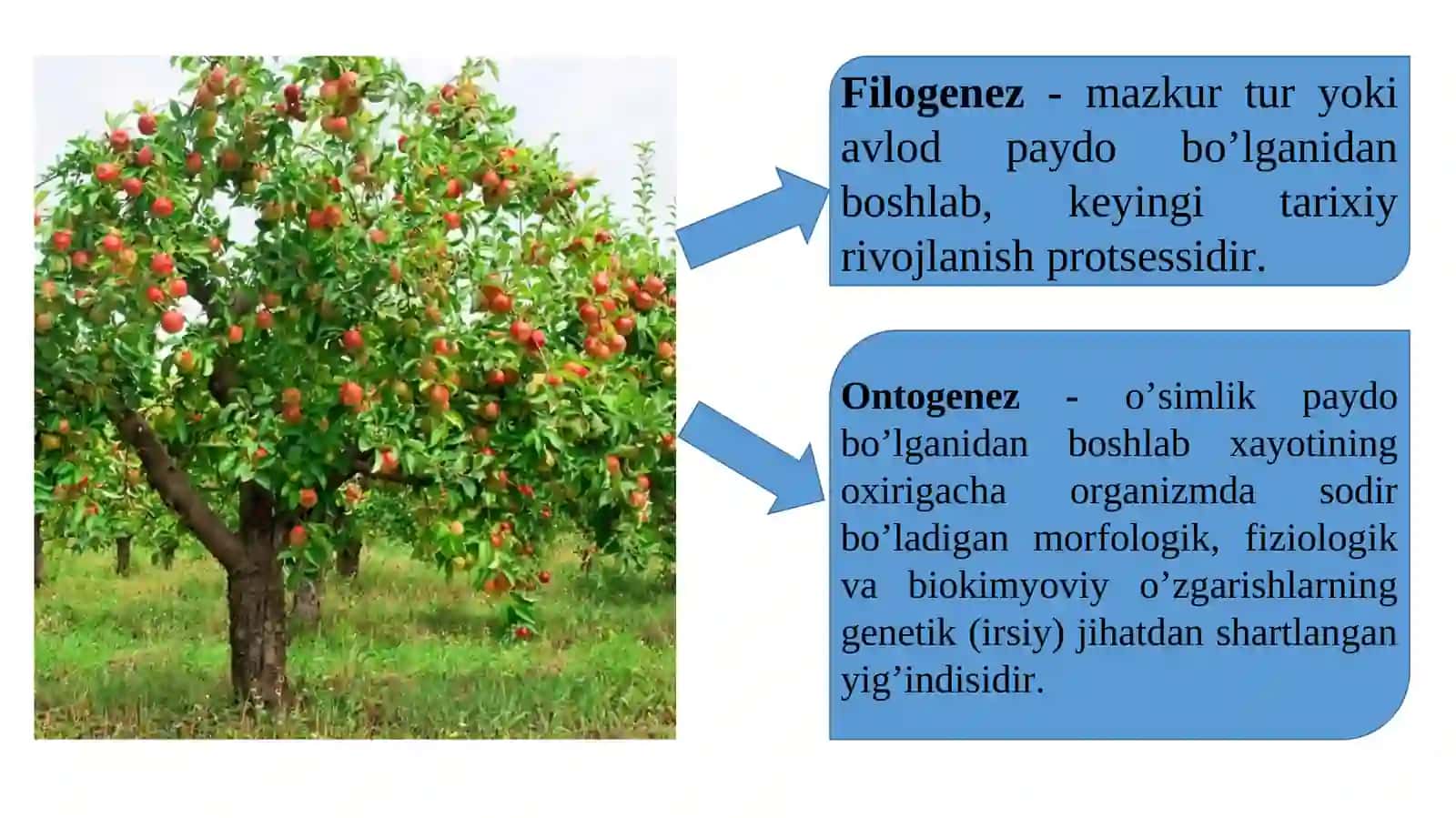 Meva va rezavor meva o‘simliklarining o‘sish, rivojlanish fazalari va hosil berish qonuniyatları 3