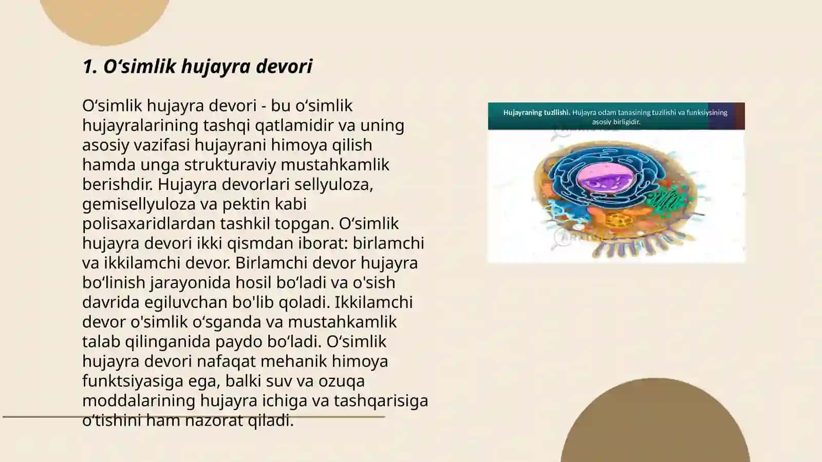 Oʻsimlik hujayra devori 3