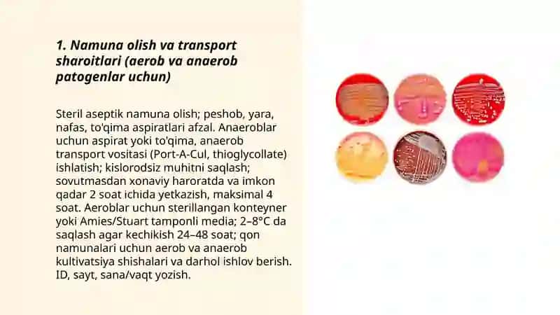 Aerob va anaerob bakteriyalarni sof hosilasi ajratish bosqichlari 3