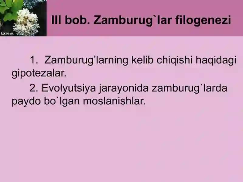 Zamburugʻlar. Ularning morfologiyasi,strukturasi va ularni oʻrganish usullari 3