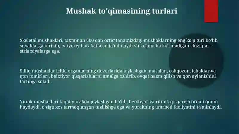 Mushak to‘qimasi 3