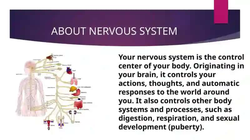 Brain and Nervous System 3