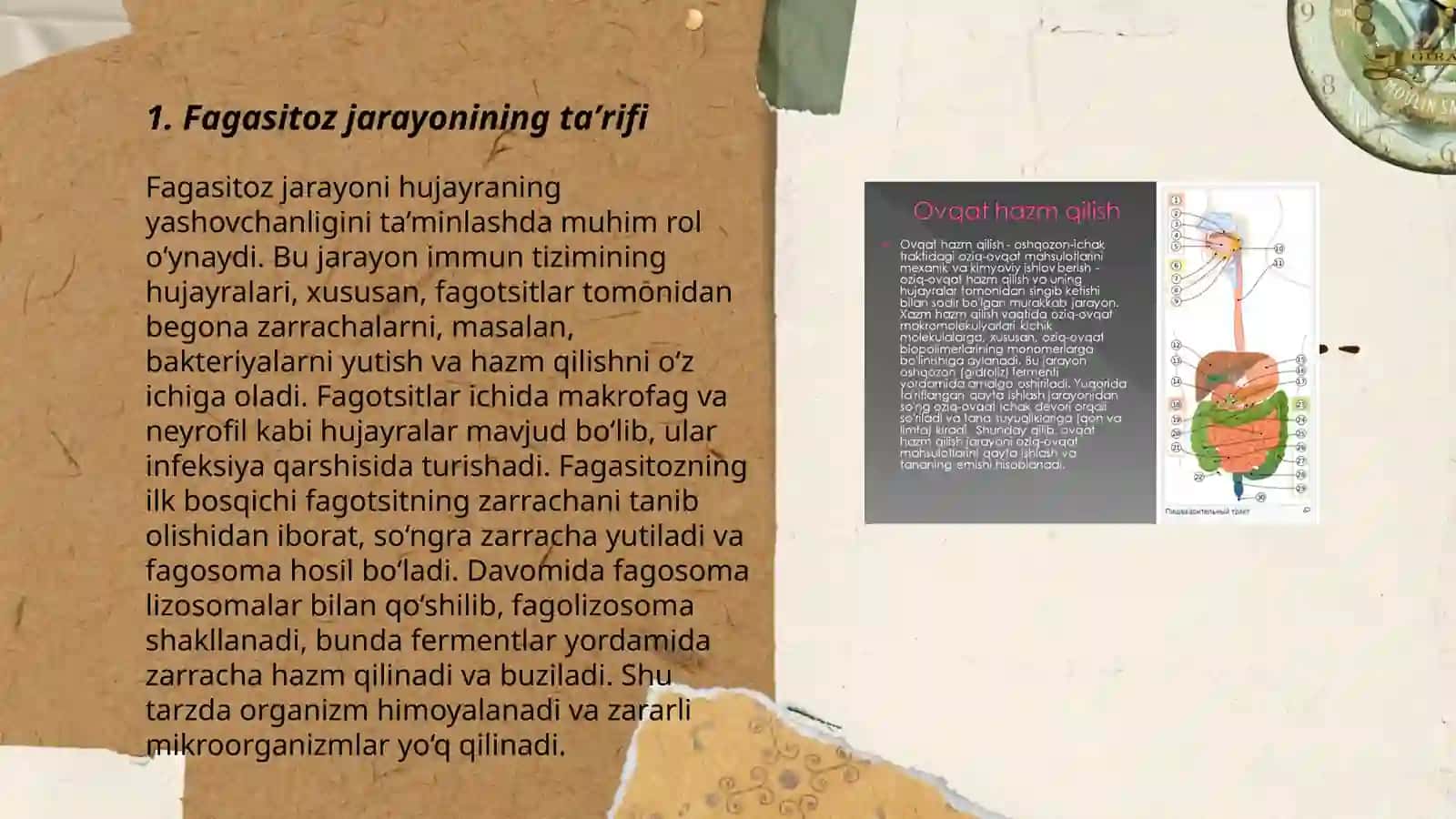Fagasitoz va uning bosqichlarini oʻrganish 3
