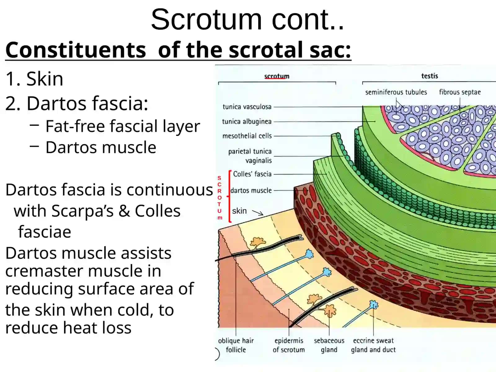 Scrotum, testis, epididymis, spermatic cord 3