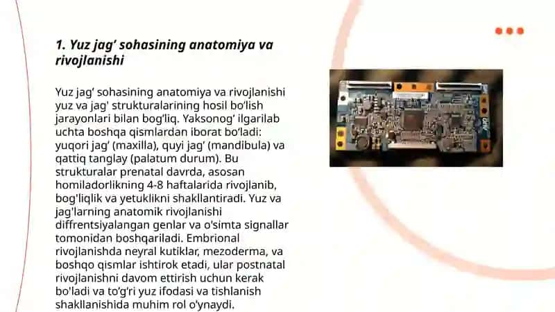 Yuz jag’ sohasining anatomiya va rivojlanishi 3