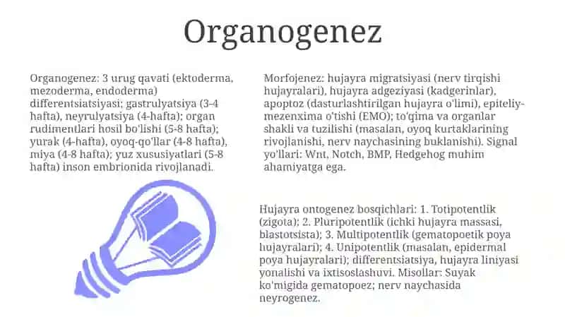 Hujayra ontogenezing rivojlanish bosqichlari 3