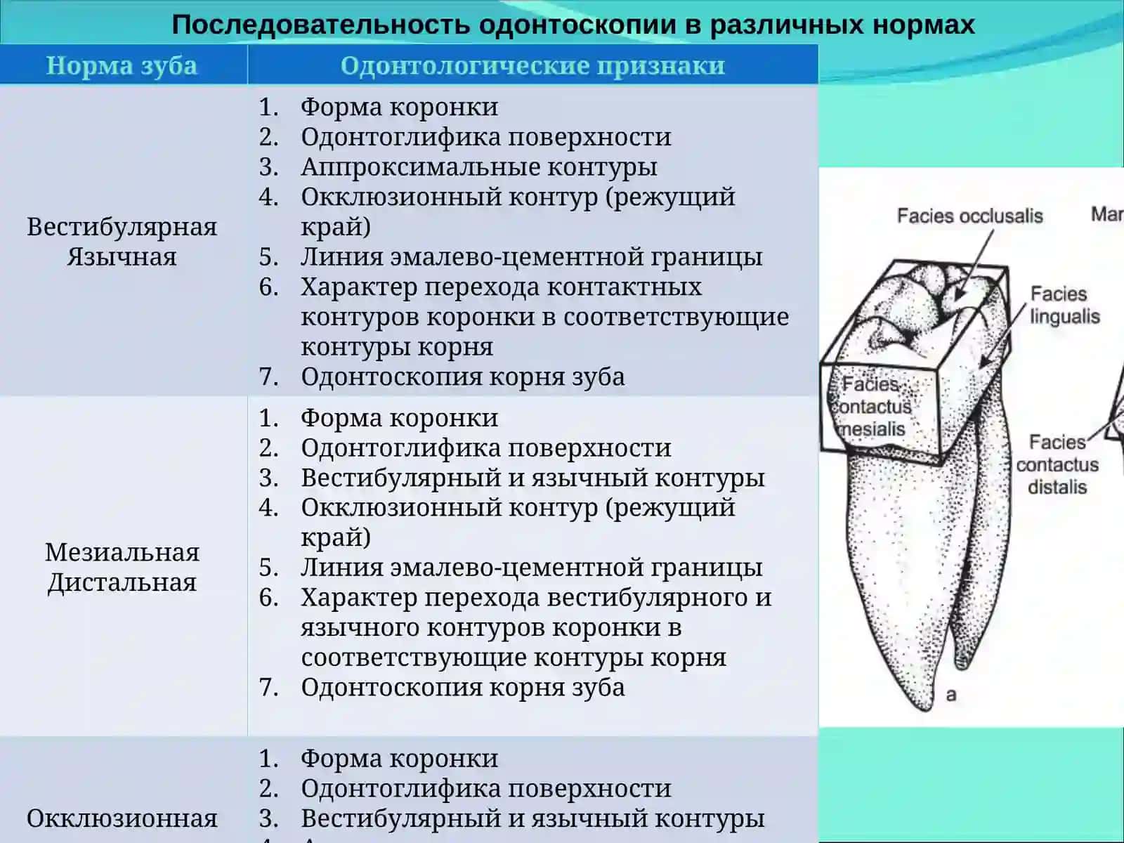 ЧАСТНАЯ АНАТОМИЯ ЗУБОВ 3