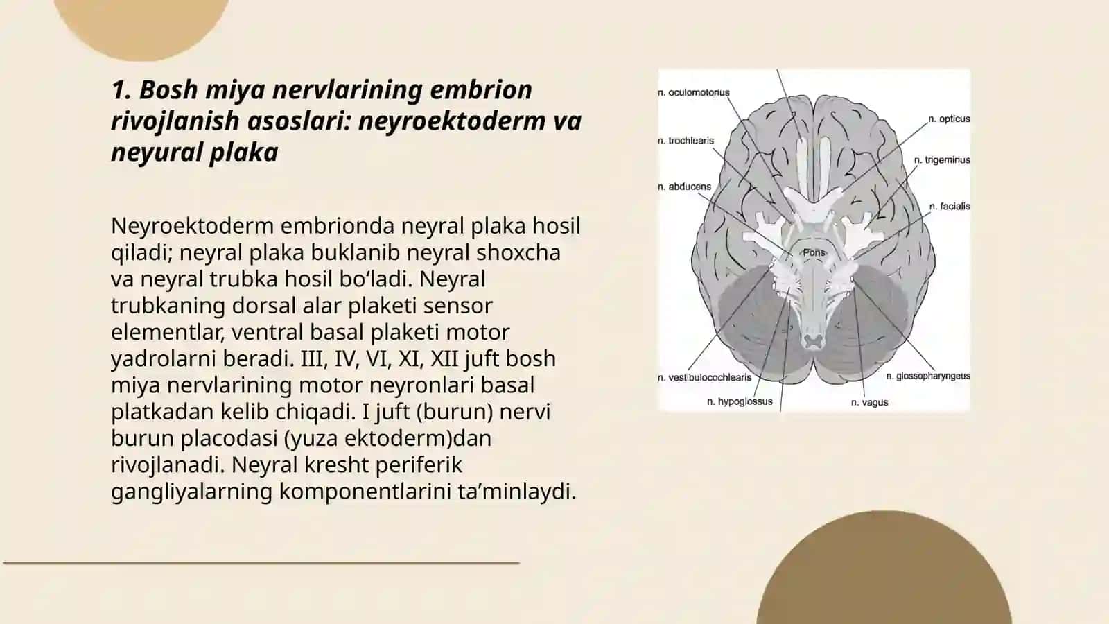 Bosh miyanervlarining hosil bo'lishi. I, III, IV, VI, XI, XII juft bosh miya nervlari 3