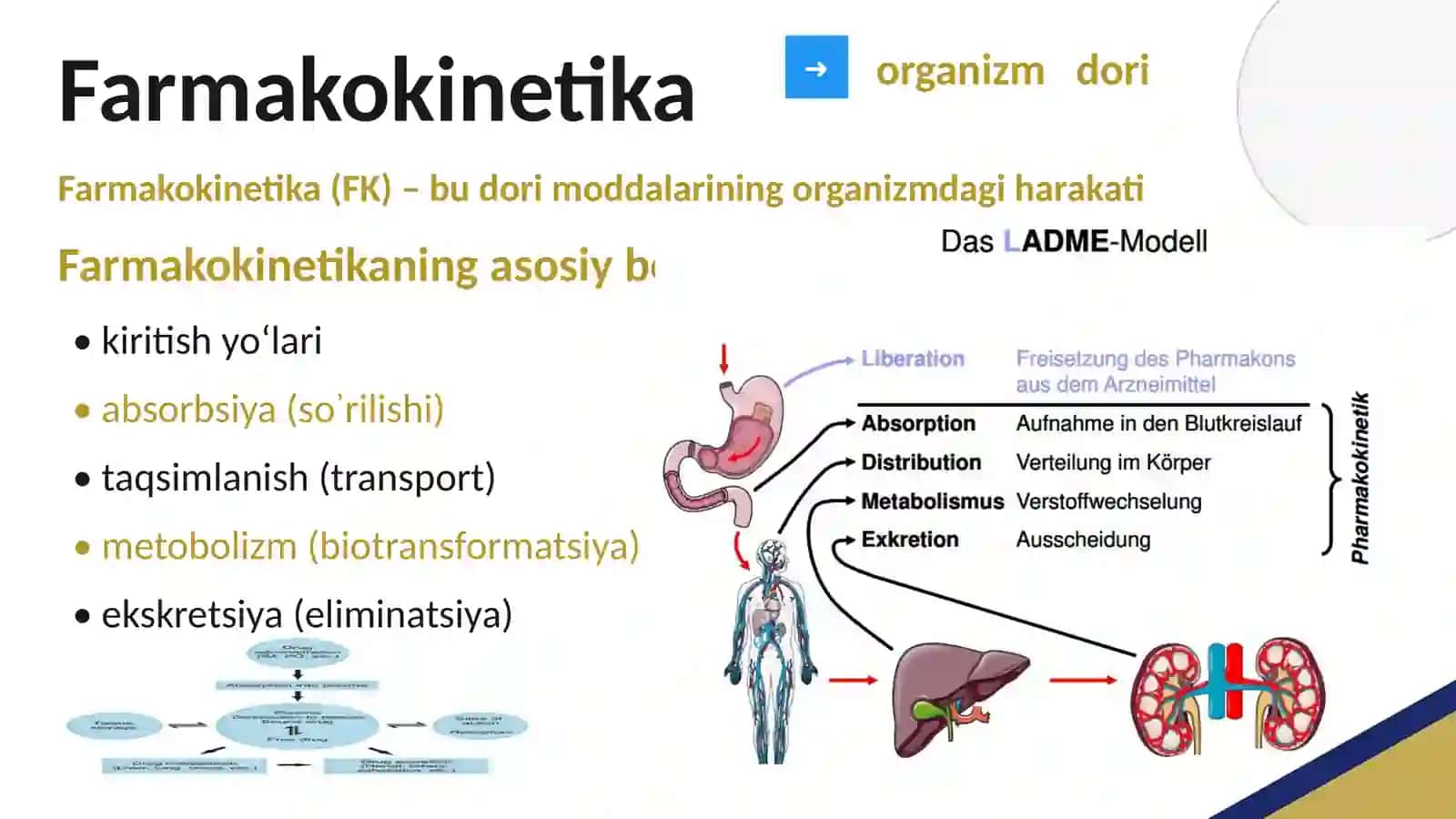 FARMAKOLOGIYA , FARMAKOLOGIYA BO'LIMLARI , KIRISH , FARMAKOKINETIKA , FARMAKODINAMIKA 3