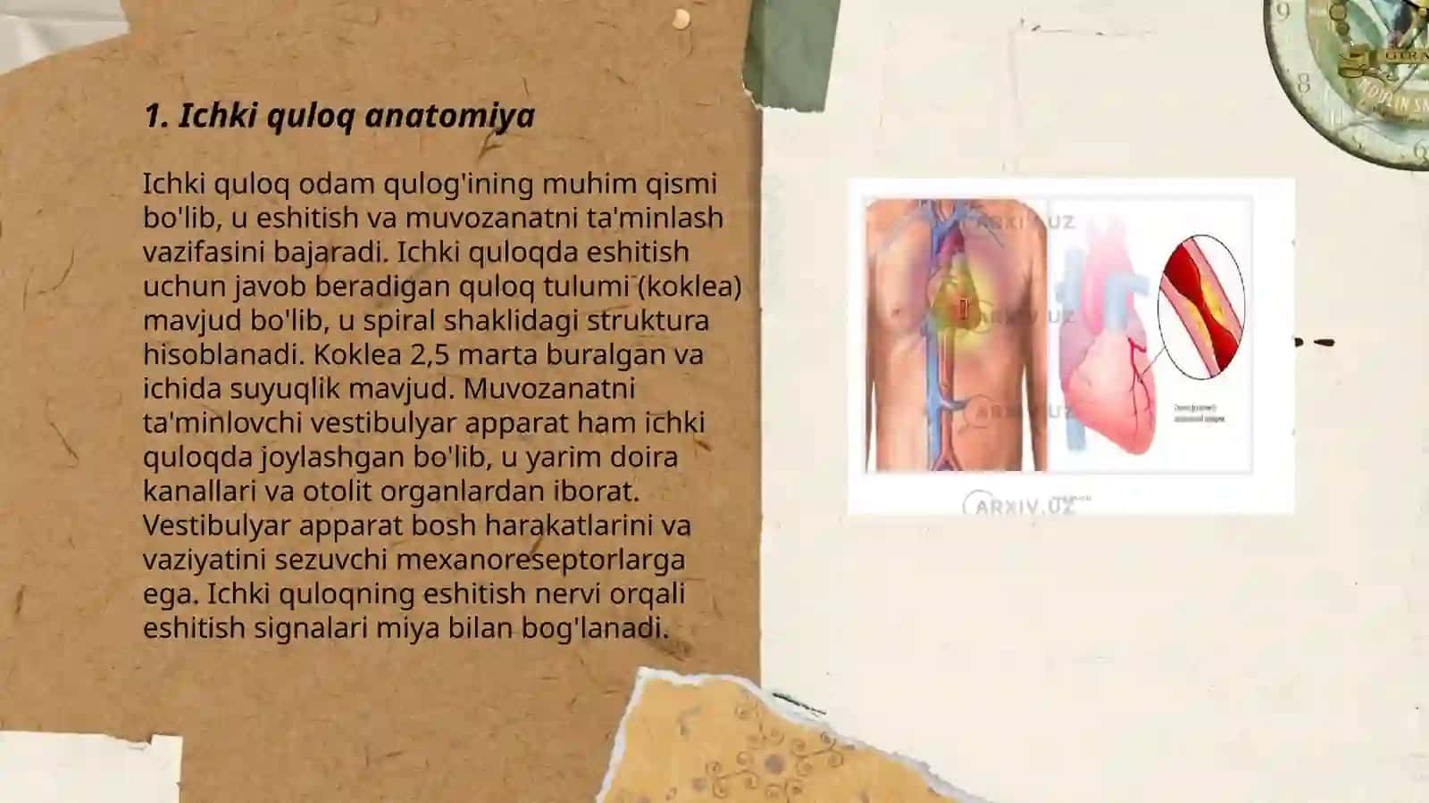 Ichki quloq tuzulishi. Tovush o'tqazish mexanizimi 3