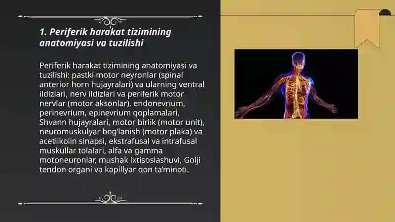 Periferik harakat tizimining anatomiyasi va tuzilishi 3
