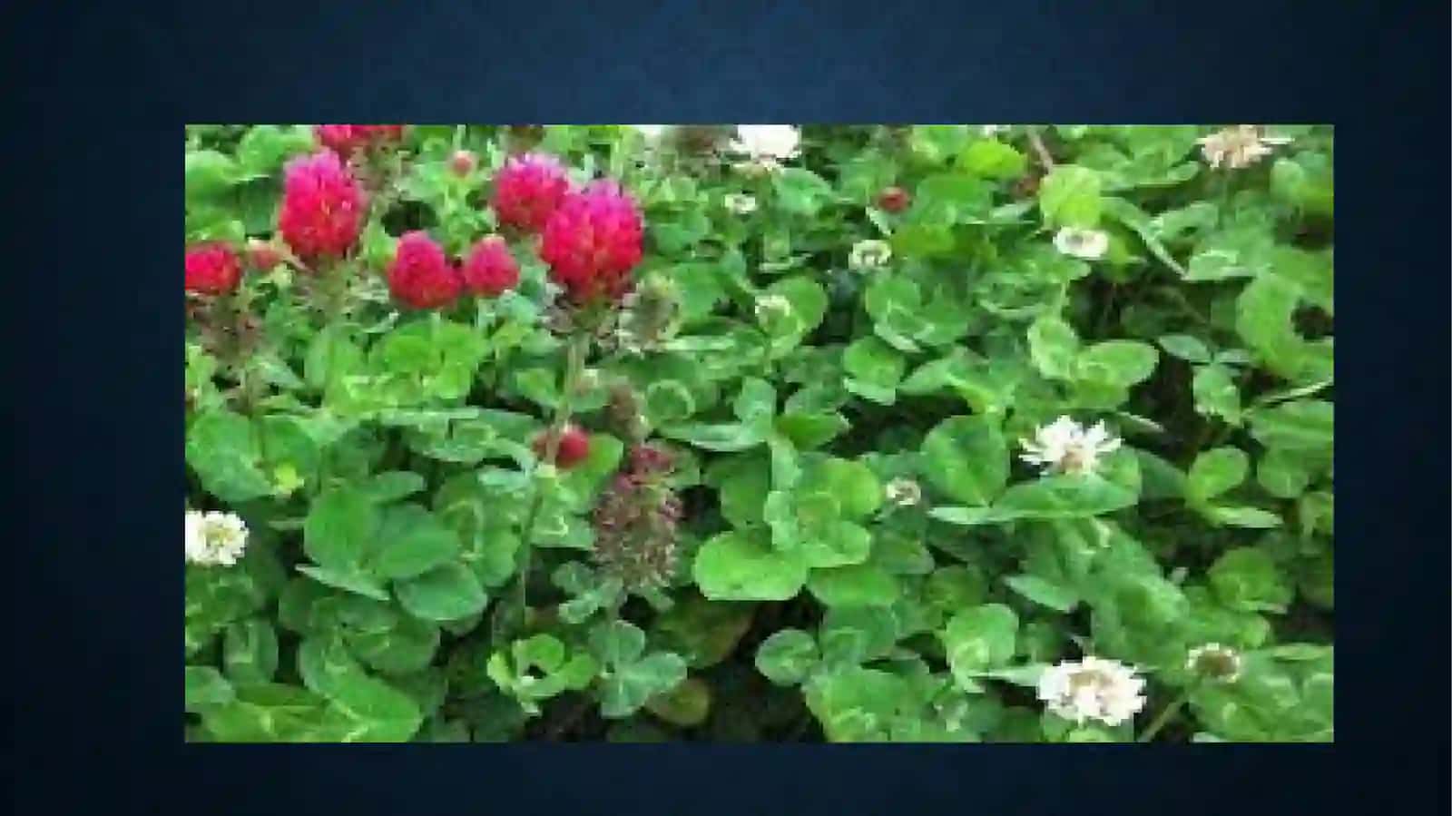 O'simliklar vegetativ organlarning tuzilishida tashqi muhit omillarning ta'siri. O’simliklar tuzilishidagi umumiy qonuniyatlar 3