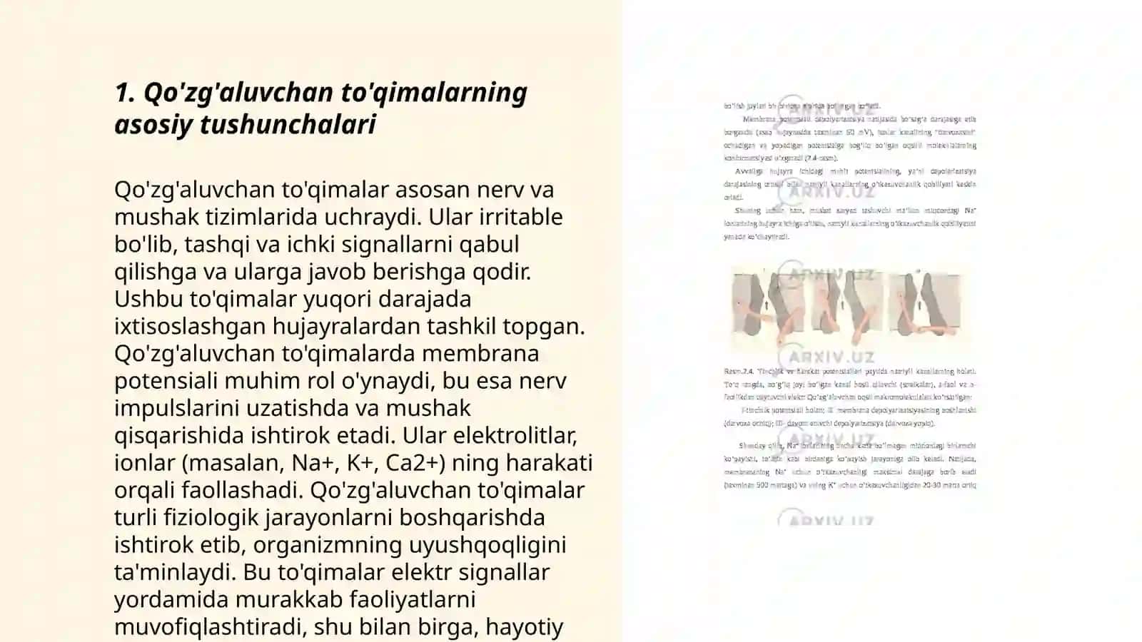 Qo'zg'aluvchan to'qimalar fiziologiyasi 3