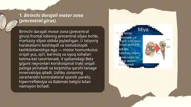 Bosh miya yarim sharlarining funksional zonalari motor, sensor assotsiativ 3