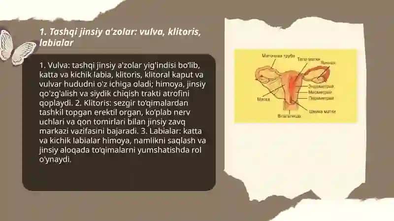 Ayollar jinsiy sistemasi 3