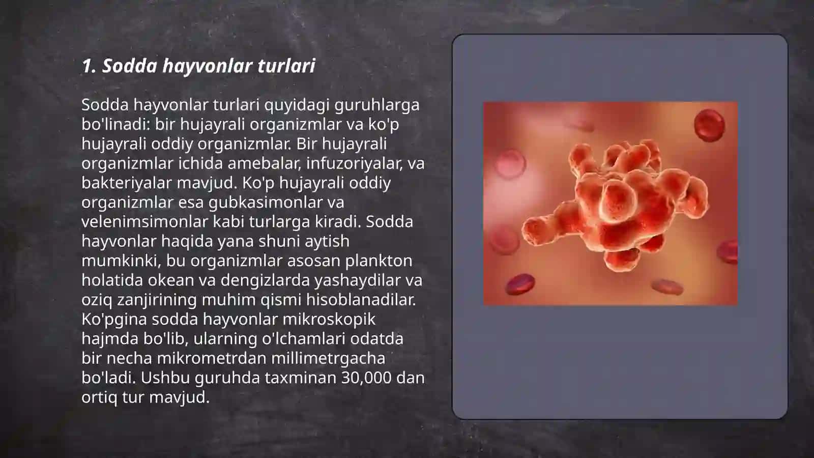 Sodda hayvonlar 3