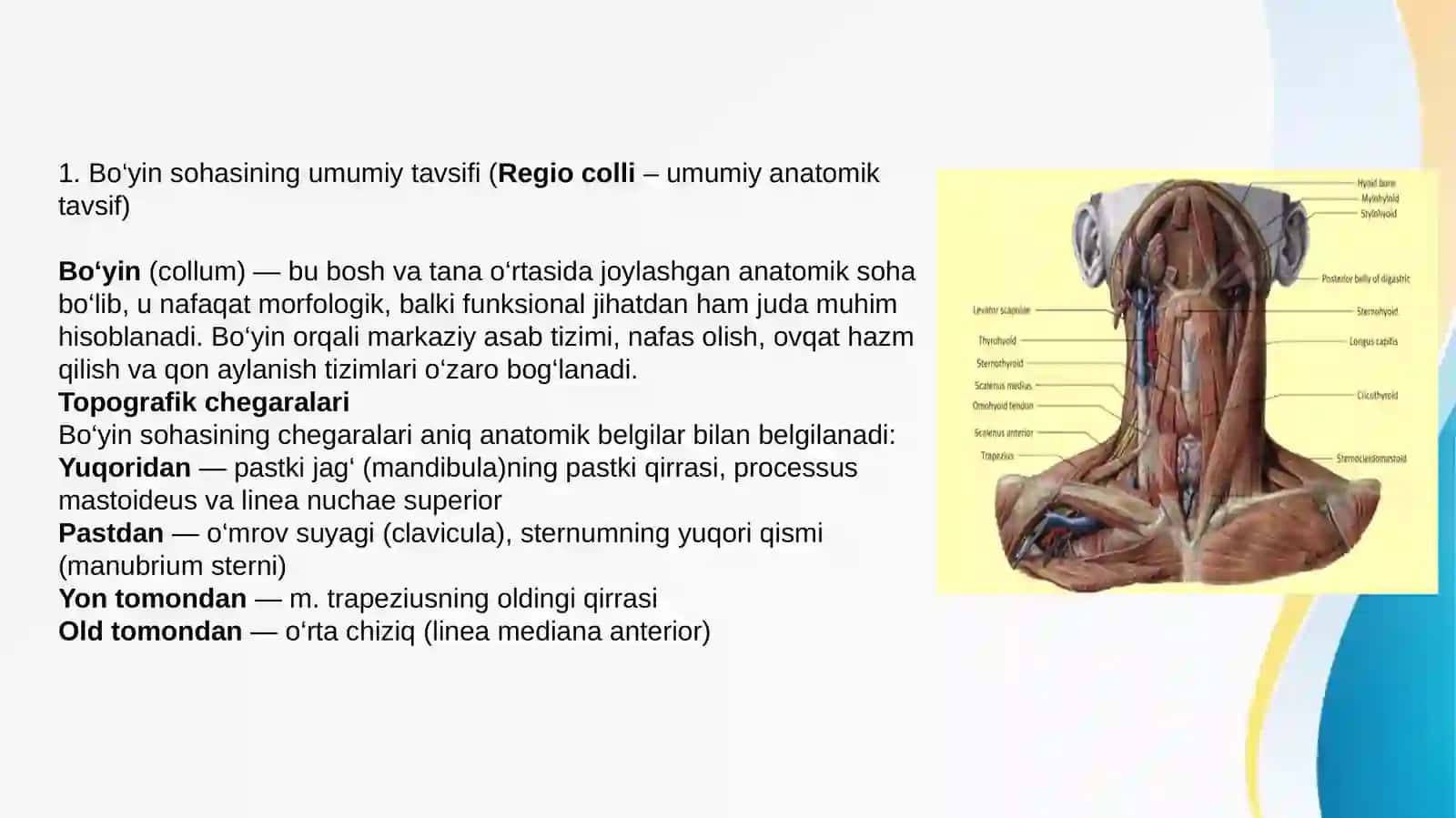 BOYIN AZOLARINING KLINIK ANATOMIYASI 3