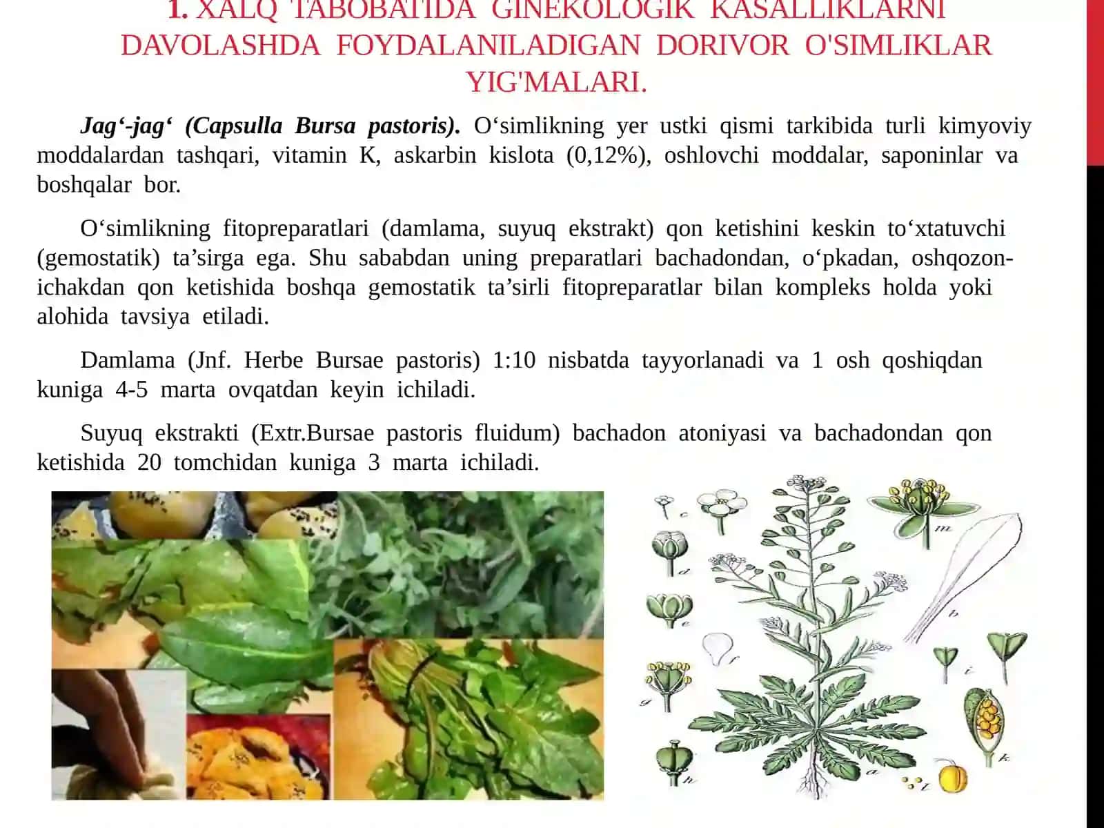 GINEKOLOGIK KASALLIKLARNI DAVOLASH UCHUN TAVSIYA ETILGAN O`SIMLIK VA YIG’MALAR 3