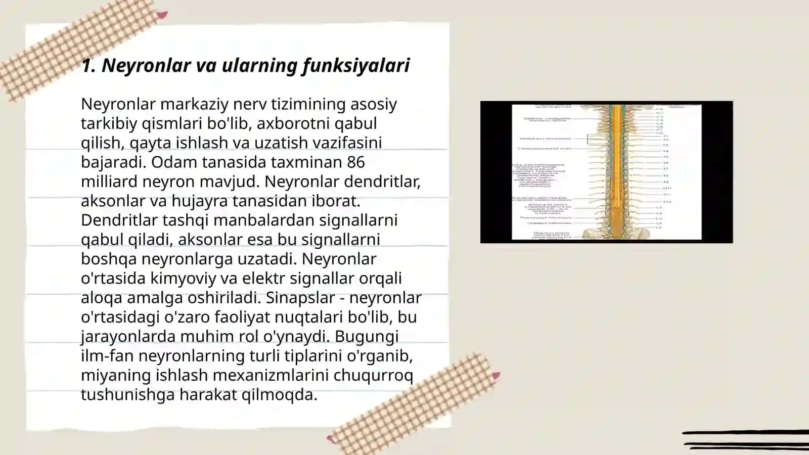Bosh va orqa miyaning òtkazuvchi yòllari 3