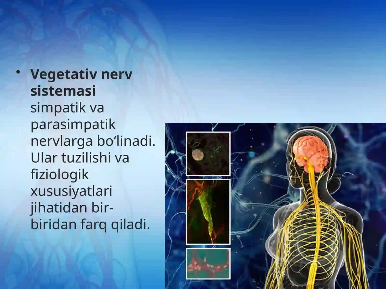 Vegetativ nerv sistemasi 3