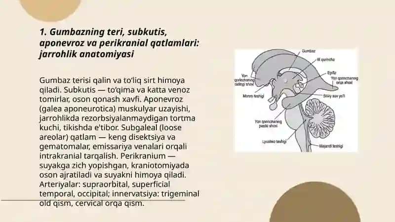 Boshning miya qismi jarrohlik anatomiyasi 3