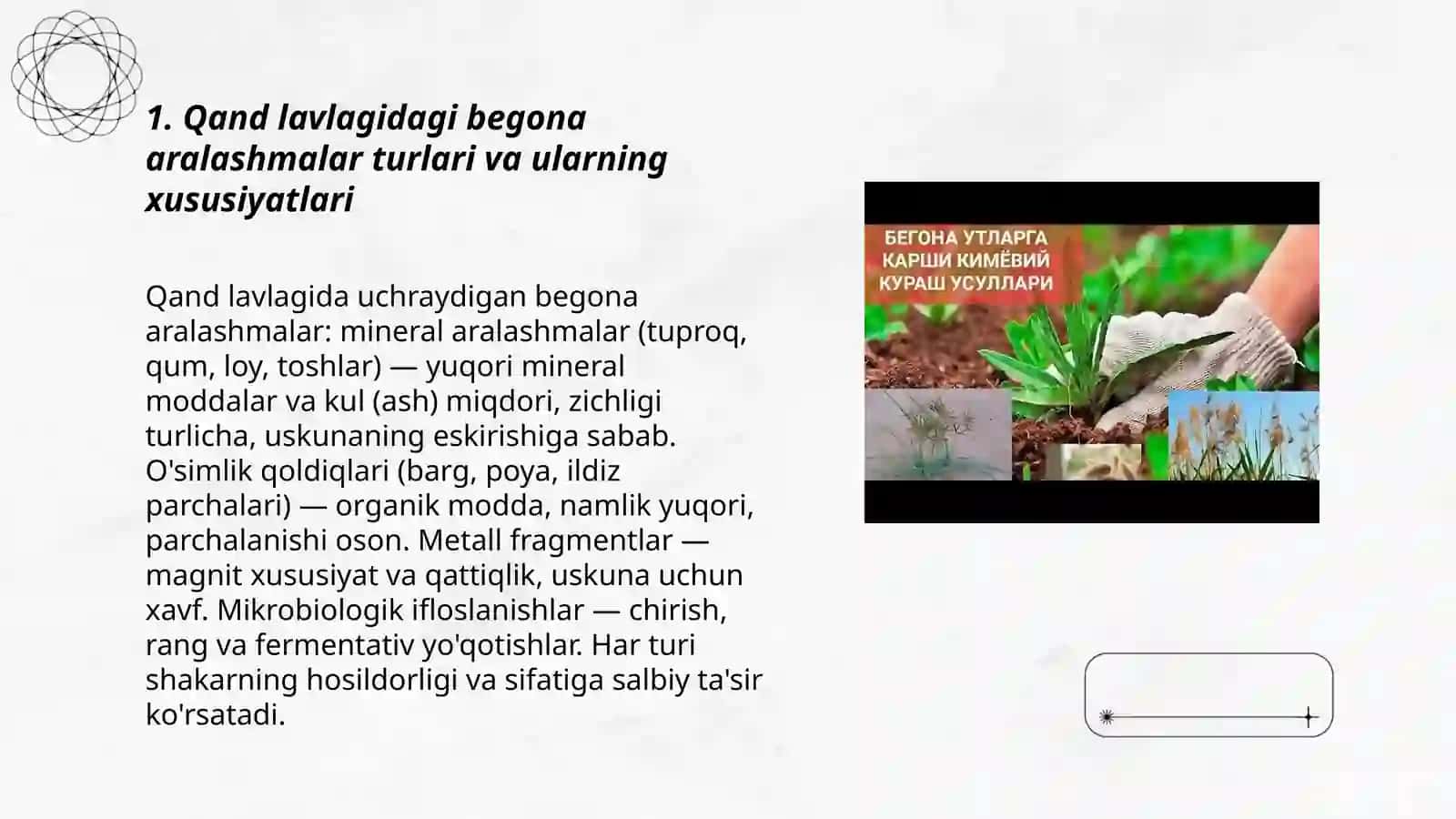 Qand lavlagidagi begona aralashmalar turlari va ularning xususiyatlari 3