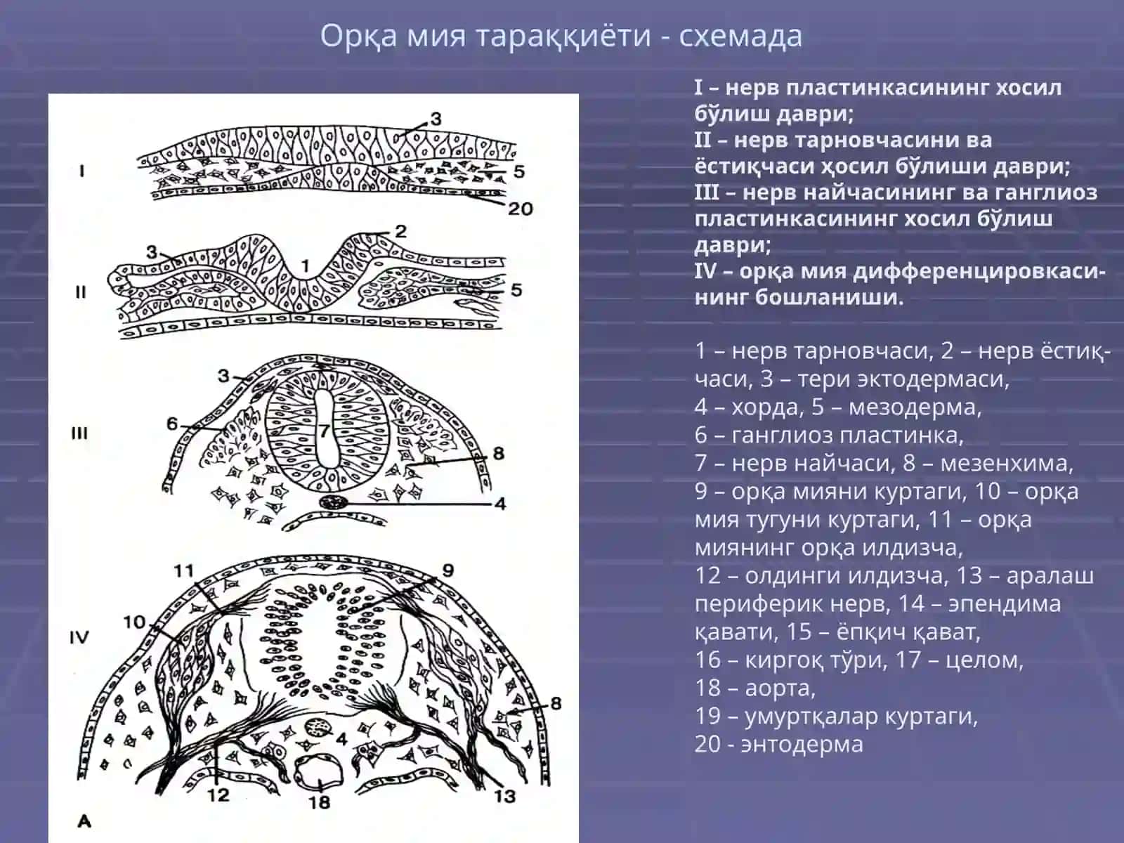НЕРВ ТИЗИМИ,СЕЗУВ АЪЗОЛАРИ 3