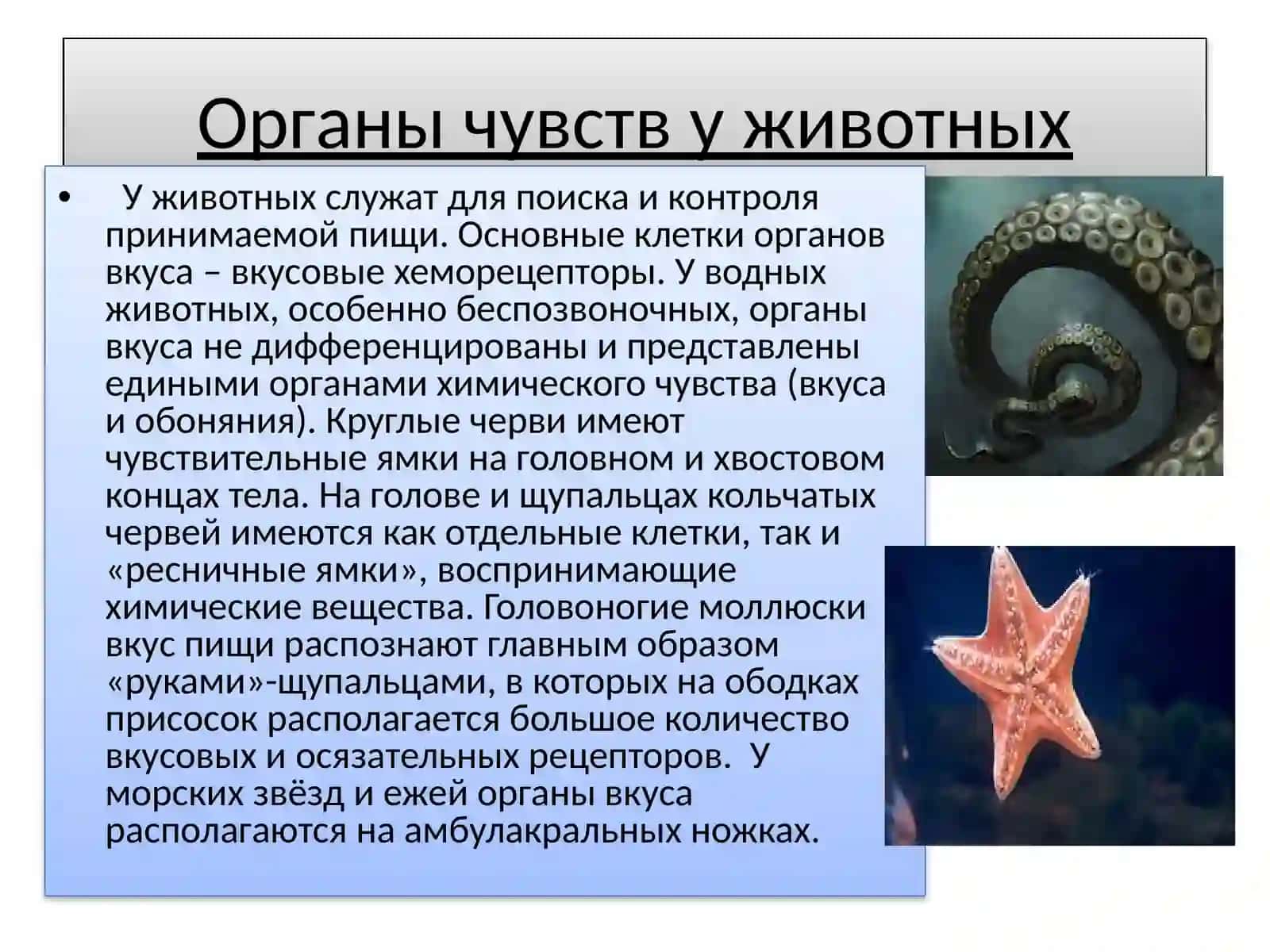 Восприятие вкусахеморецепторы вкусовых ощущений 3
