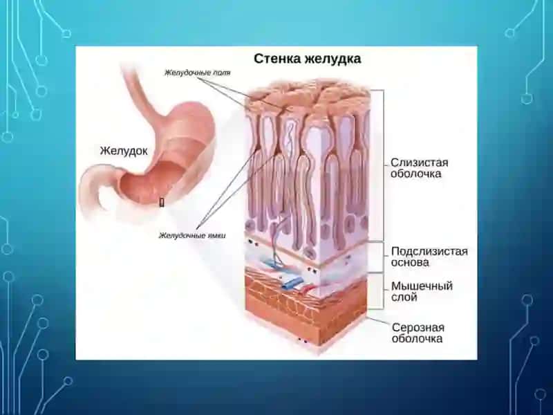 OSHQOZON VA 12 BARMOQLI ICHAK YARA KASALLIGI 3