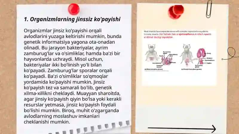 Organizmlarning jinssiz ko'payishi. Gametogenoz. Organizmlarning jinsiy ko'payishi. O'simlik va hayvonlar hayot siklida jinssiz va jinsiy ko'payishi 3