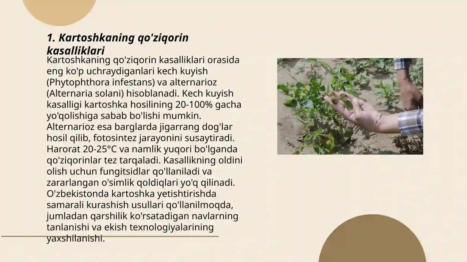 Kartoshka kasalliklari 3