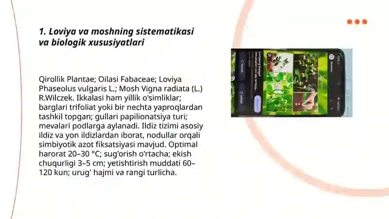 Loviya va mosh biologiyasi va yetishtirish texnologiyasi 3
