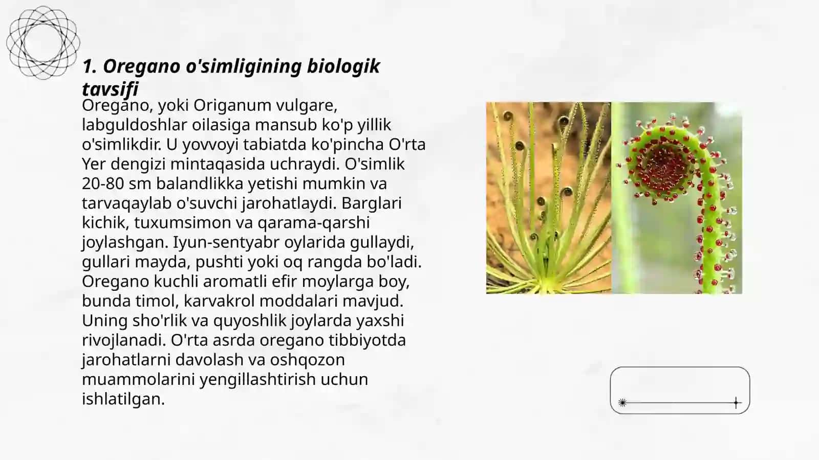 Oregano o'simlik haqida ma'lumot 3