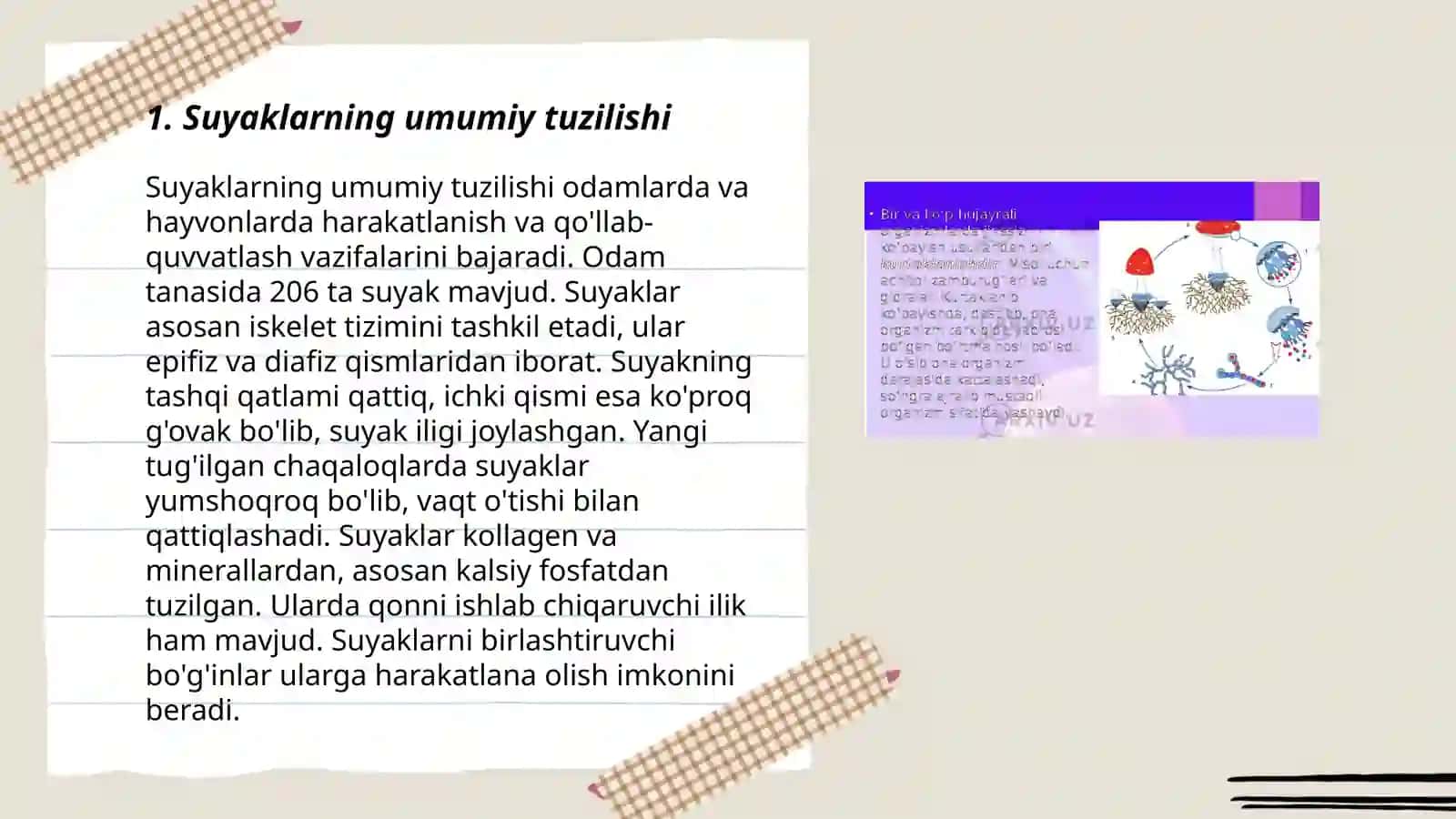 Organizmdagi suyaklarning tuzilishi, ularning yosh xususiyatlari va xillari 3