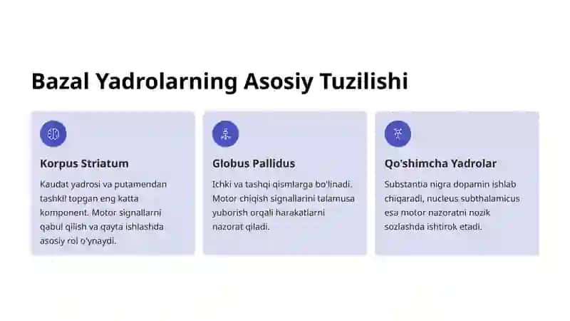 Bazal Yadrolar Anatomiyasi 3