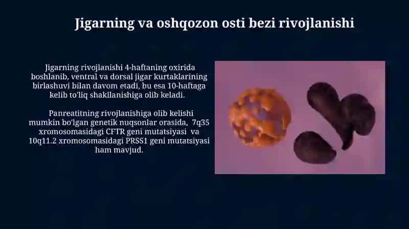 Ovqat hazm qilish tizimi embriogenezi 3