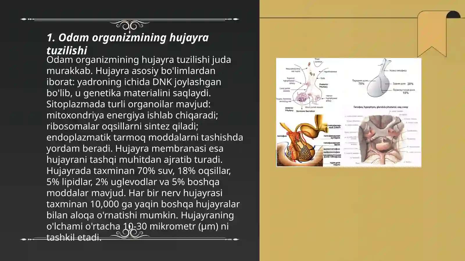Odamning tana tuzilish tiplari 3