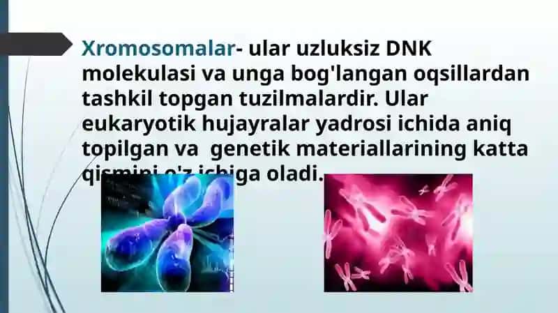 Xromosoma. Xromosomalarning molekulyar tuzilishi 3