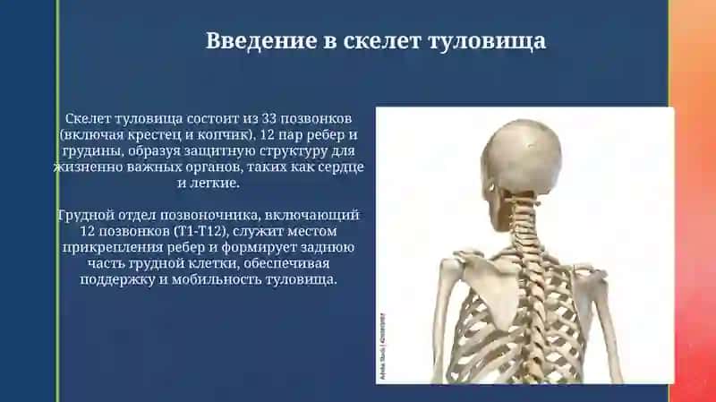 Презентация "Скелет туловища" 3
