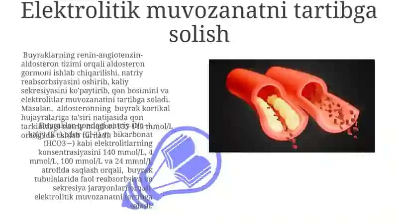 Ayiruv sistemasi. Buyraklar fiziologiyasi 3